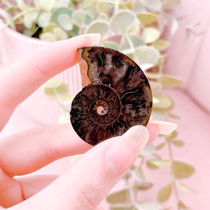 Ammonite Half