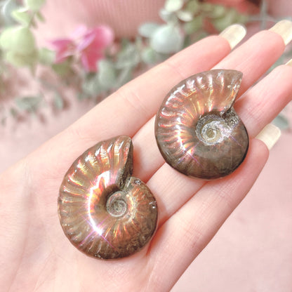 Iridescent Ammonite Full