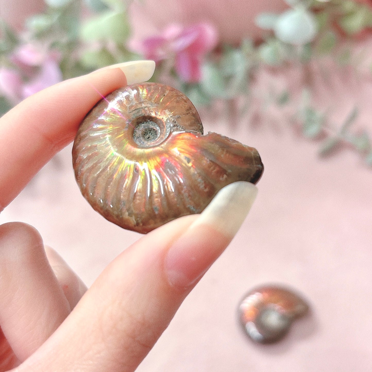 Iridescent Ammonite Full