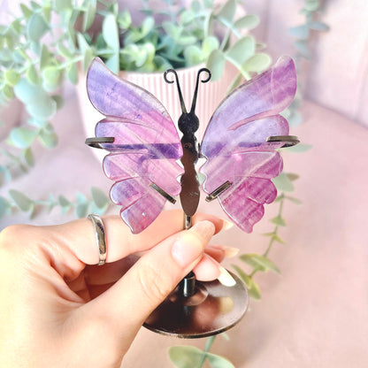 Rainbow Fluorite Butterfly Wings - Black Stand 11cm