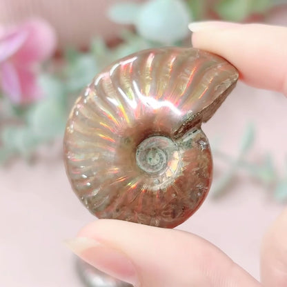 Iridescent Ammonite Full